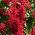 /album/galerie-de-photos-plantes-bouquet-coupe/astilbe-de-chine-rouge-jpg1/